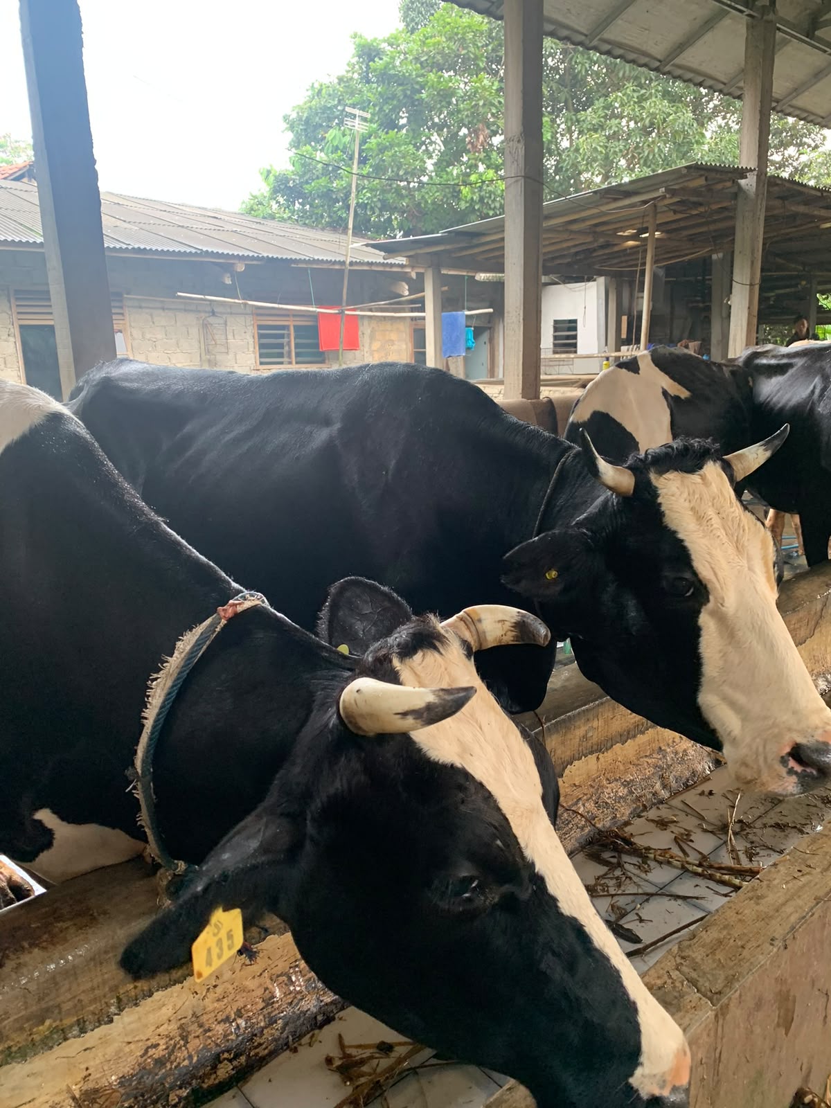 Sapi Berkualitas
