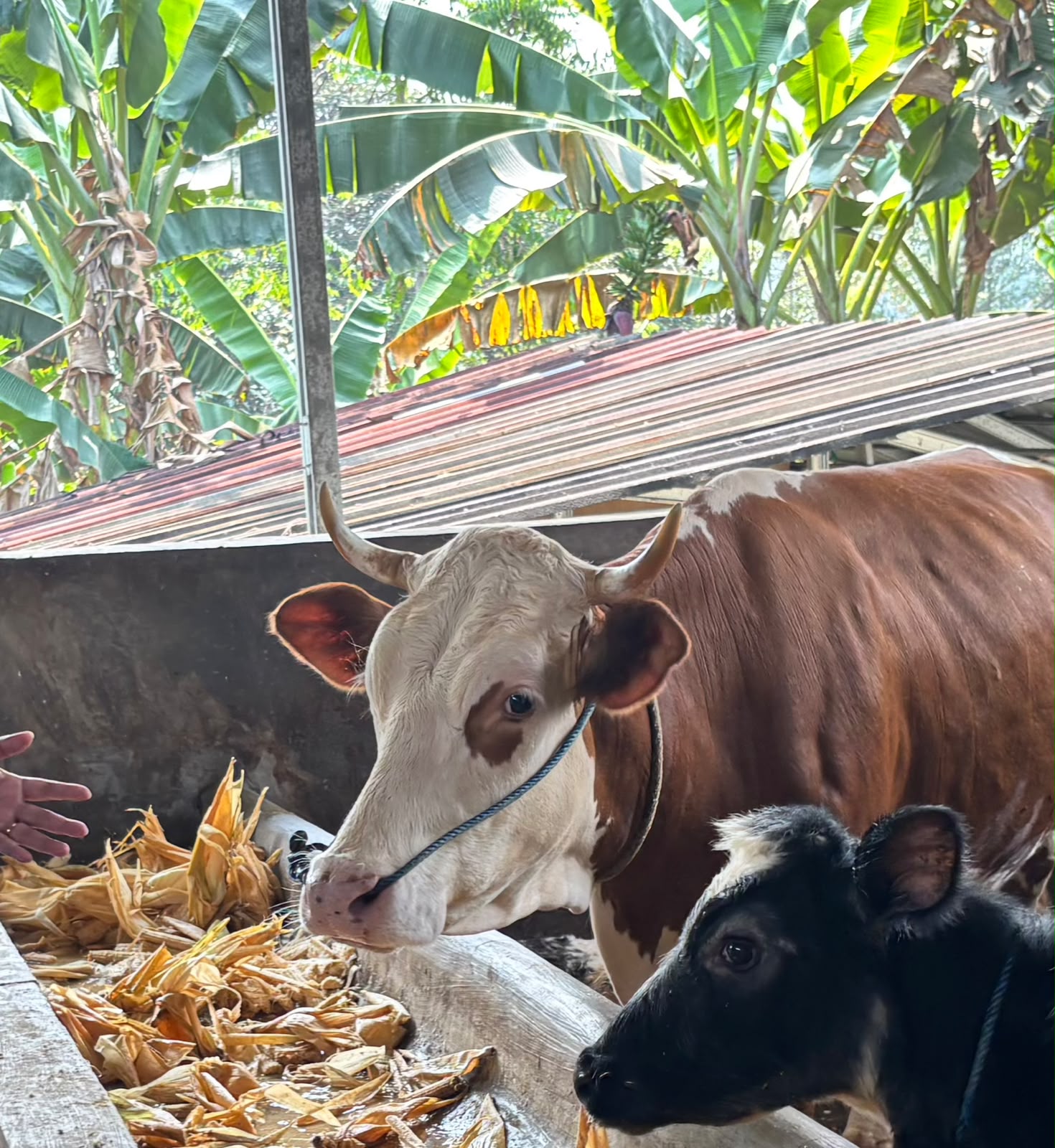 PO Unggul