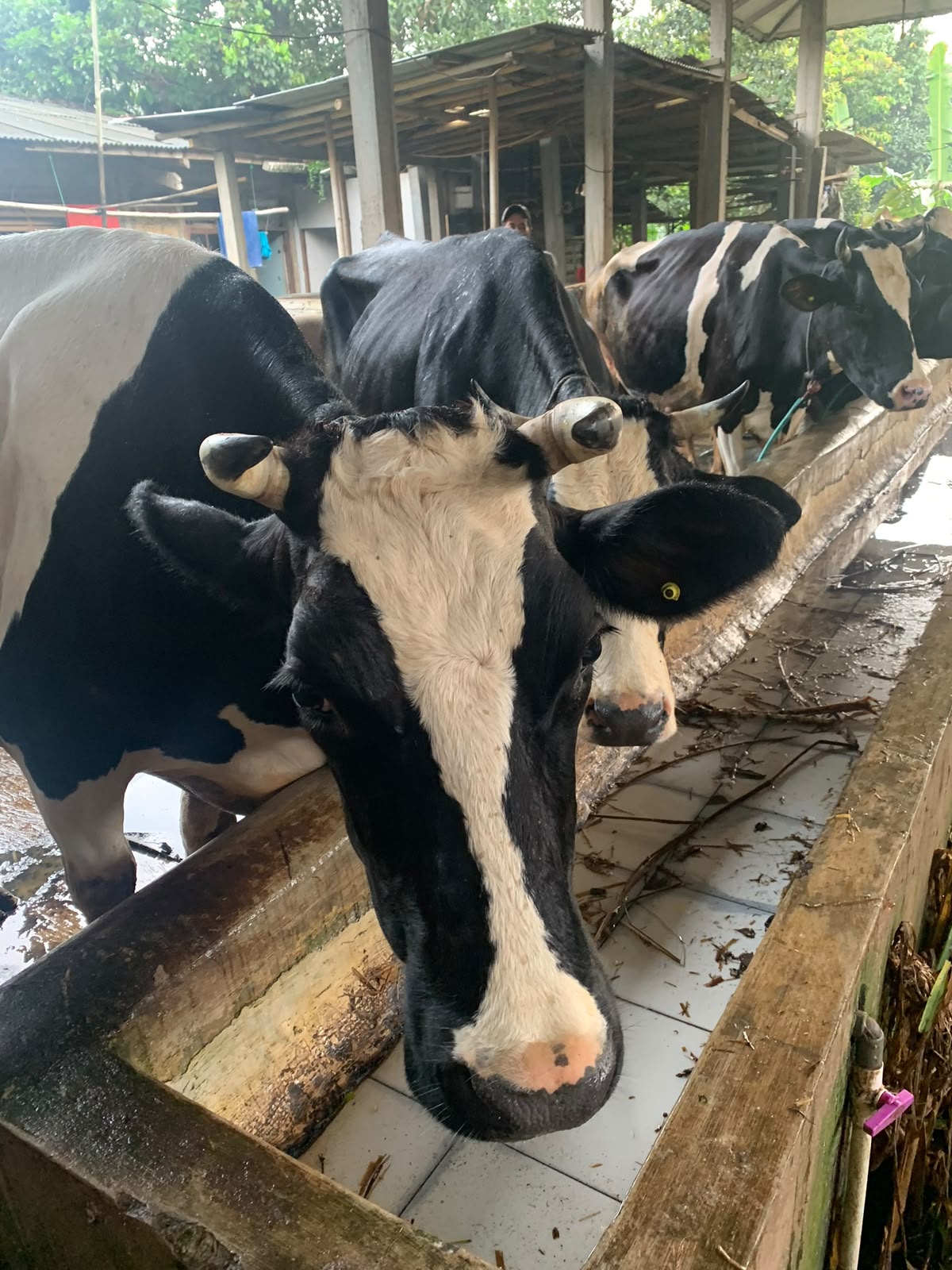 Sapi Limousin